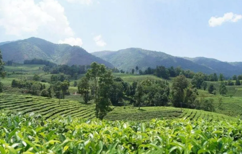 入门必学！中国现代四大茶区，历史名茶大多出哪里