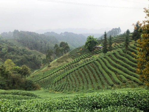 十大不可错过的茶旅胜地，你去过几个