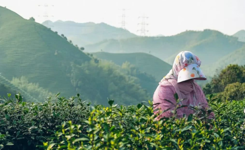 茶科普 | 世界非物质文化遗产 中国传统制茶技艺 绿茶篇③——黄山毛峰、太平猴魁、六安瓜片