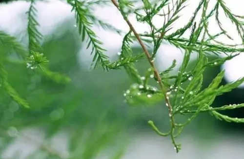 雨水至，春雨可贵，遇雨则吉