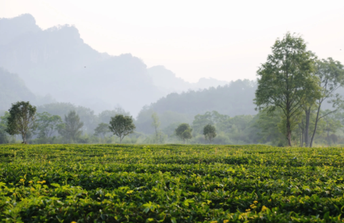 十大不可错过的茶旅胜地，你去过几个