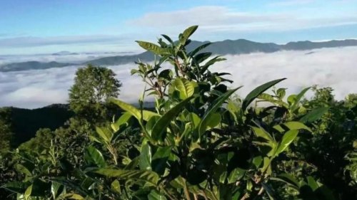 普洱茶的主要产区有哪些