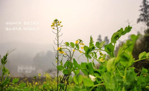 雨水至，春雨可贵，遇雨则吉