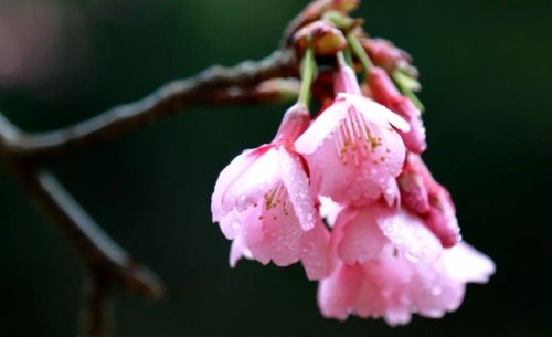 雨水至，春雨可贵，遇雨则吉