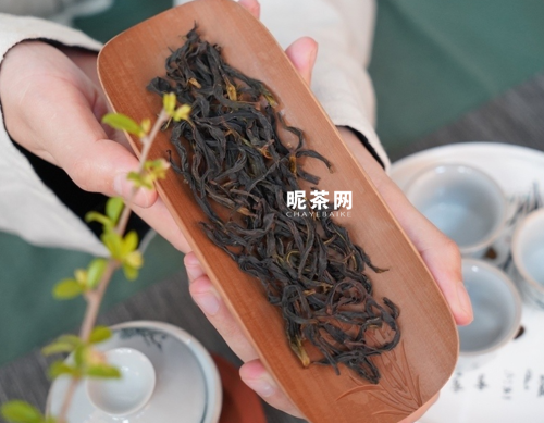 乌东单枞是什么茶