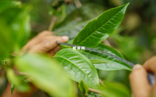 云南大叶种晒青茶属于什么茶