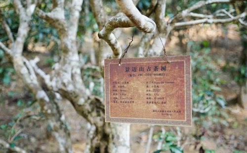 为景迈山古茶树设立档案信息