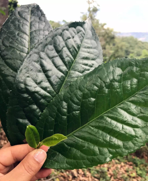 野生型茶树叶片