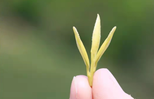 黄金芽用多少度的水冲泡