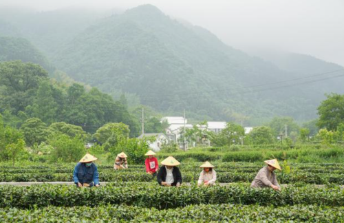 安徽有什么茶