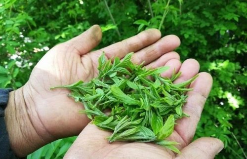 山西吕梁，深山里的冻绿叶茶（黑午茶）