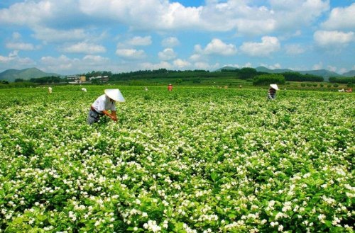 碧潭飘雪的茶底、原料介绍