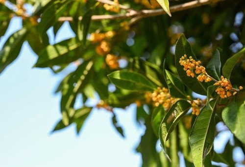 又是一年花香季，桂花龙井，可解秋思