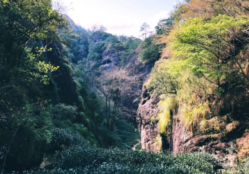 这份武夷岩茶的简介，建议收藏！