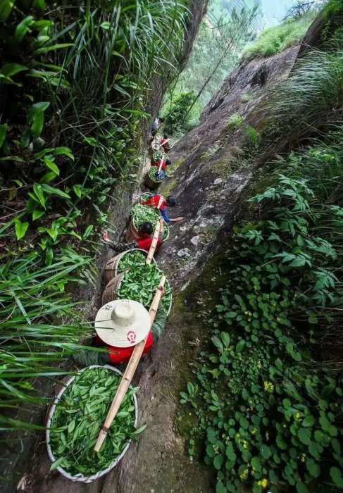 这份武夷岩茶的简介，建议收藏！