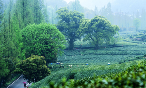 龙井茶的介绍