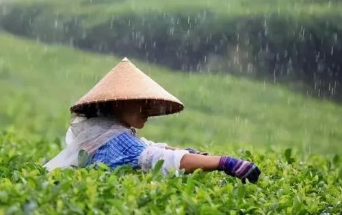 谷雨｜在春天的末尾，饮一杯“谷雨茶”