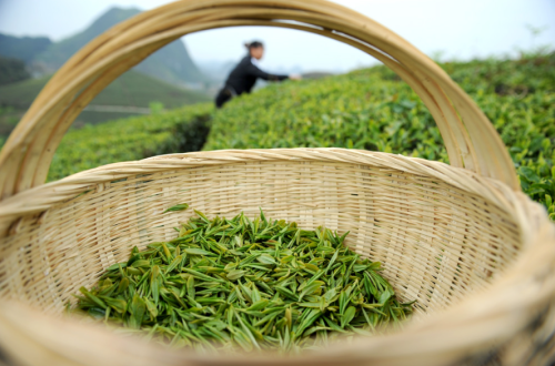 谷雨｜在春天的末尾，饮一杯“谷雨茶”