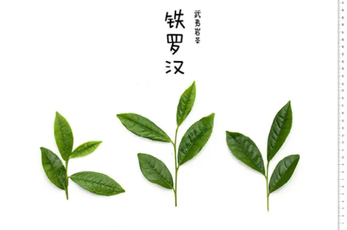 四大名枞是哪四大名茶