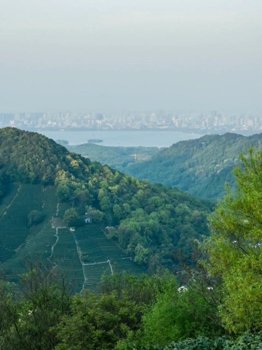 龙井村 | 满眼的绿意茶色，空气里都是茶的香芬