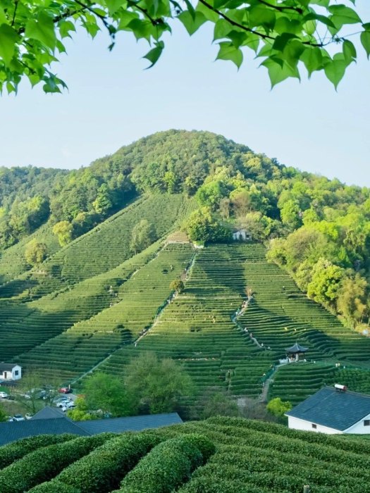 龙井村 | 满眼的绿意茶色，空气里都是茶的香芬