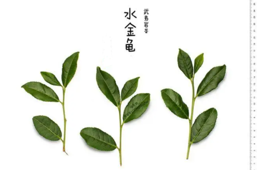 四大名枞是哪四大名茶