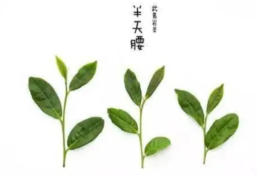 四大名枞是哪四大名茶