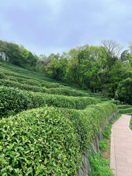 龙井村 | 满眼的绿意茶色，空气里都是茶的香芬