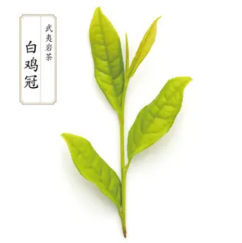 四大名枞是哪四大名茶