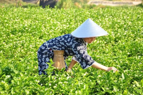 茶知识 | 带你了解茉莉花茶的四大产地