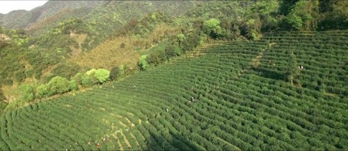 涌溪火青茶的介绍与特征