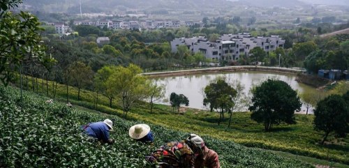 溧阳白茶属于什么茶