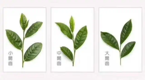 武夷岩茶：核心产区，一年采制几次