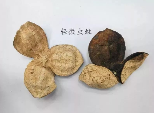 陈皮虫蛀并不可怕，掌握方法能补救