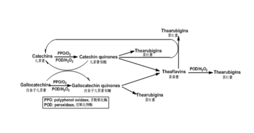▲ 茶黄素、茶红素主要形成途径