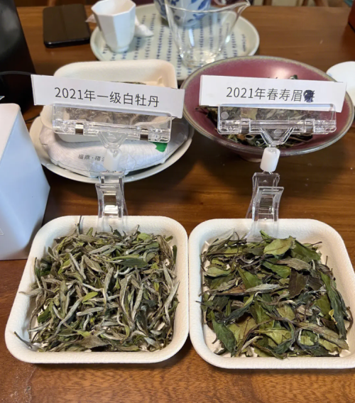 什么是白茶，什么是福鼎白茶