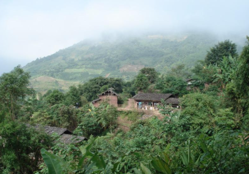 古六大茶山之倚邦古茶山