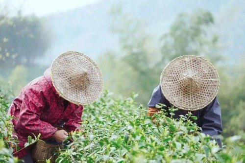 径山茶属于什么档次的茶