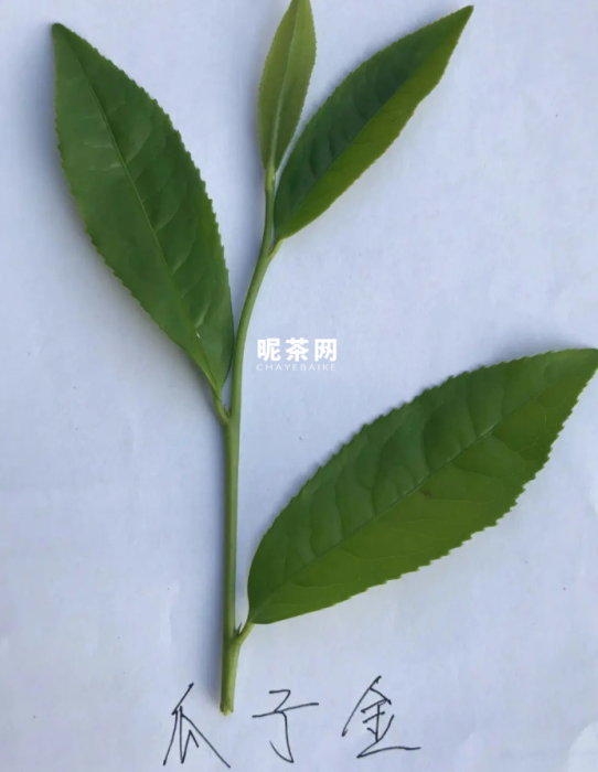 瓜子金茶叶的特点与介绍