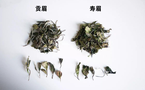 白茶的品种与特征介绍，喝懂白茶