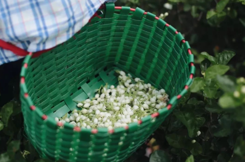 茉莉花茶几窨是什么意思