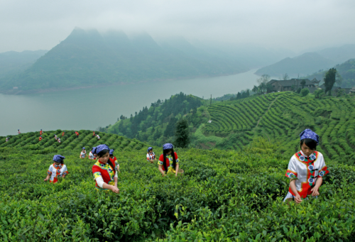 碣滩茶是什么茶有什么特点