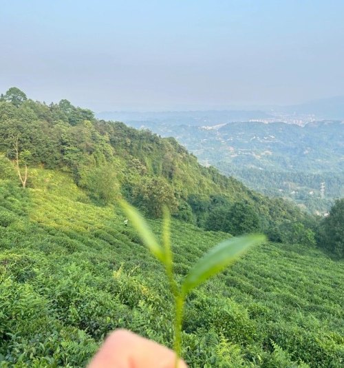 蒙山茶之蒙顶石花，状如苔藓，泡之似花